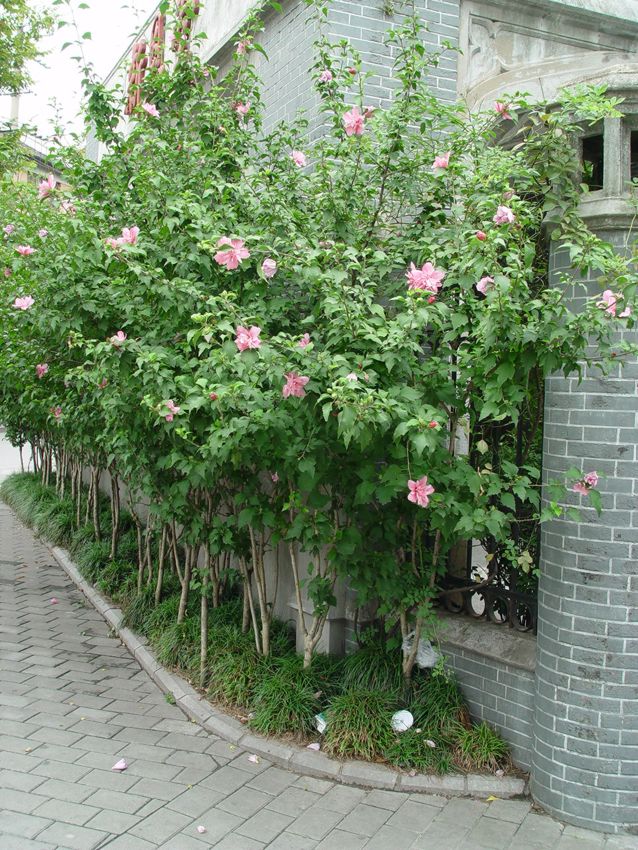 应用实例-花篱木槿灌木,落叶木槿草本,常绿金娃娃萱草小乔木